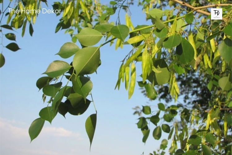 Benefícios da árvore shisha para agricultores e pessoas da fábrica.  Também é útil por seus valores medicinais.